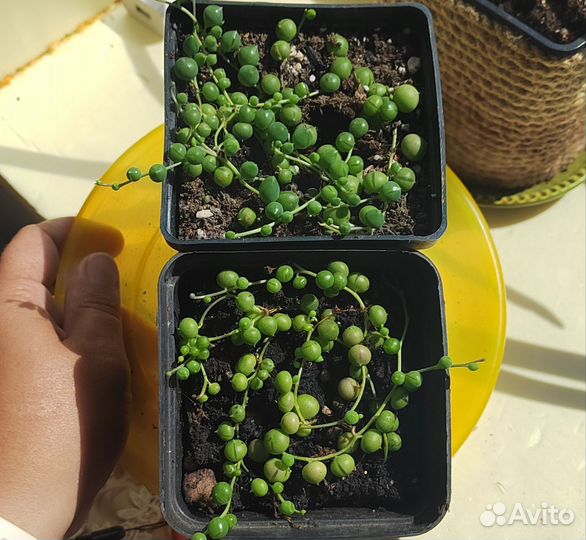 Крестовник роули, Эхивиерия