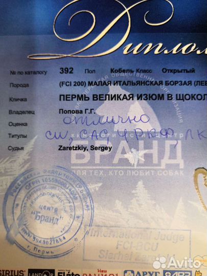 Собака левретка