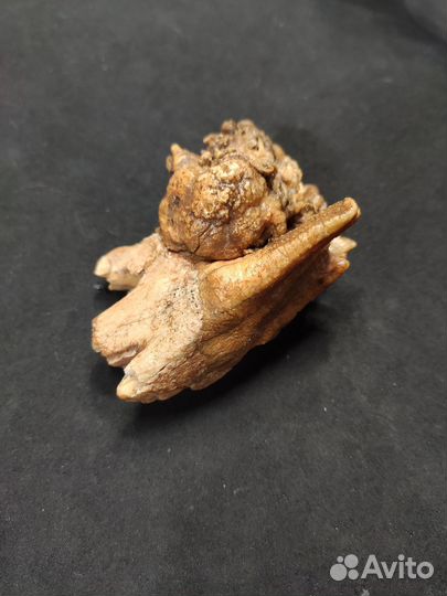 Зуб мамонта