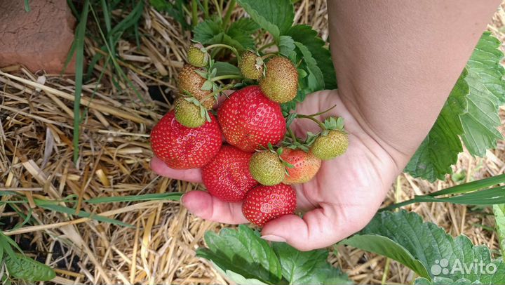 Рассада клубники Азия,Альба,Флоретта,Сенсация