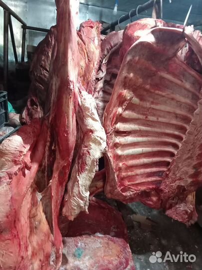 Мясо говядина туши, 3 категория