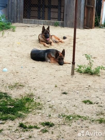 Щенки немецкой овчарки