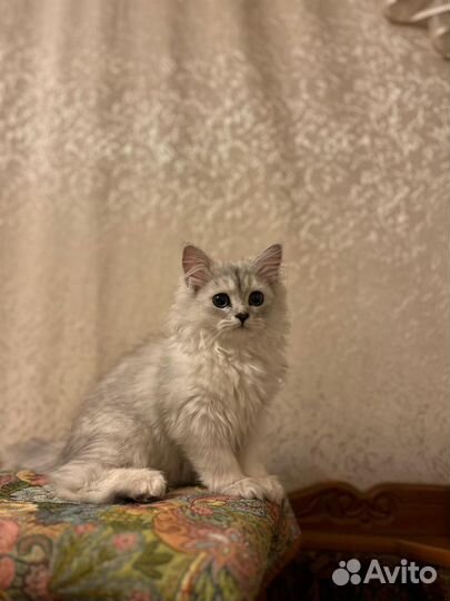 Персидская кошка