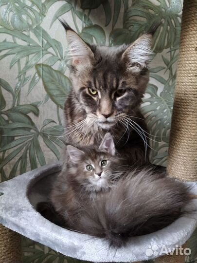 Котята Мейн-кун (Полидакт и классик)