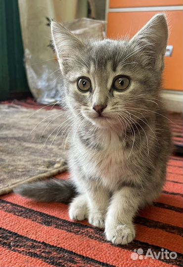 Котенок в добрые руки