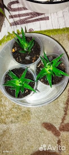 Домашние растения/Хавортия,Кализия