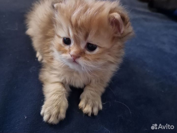 Вислоухий шотландский чучундренок