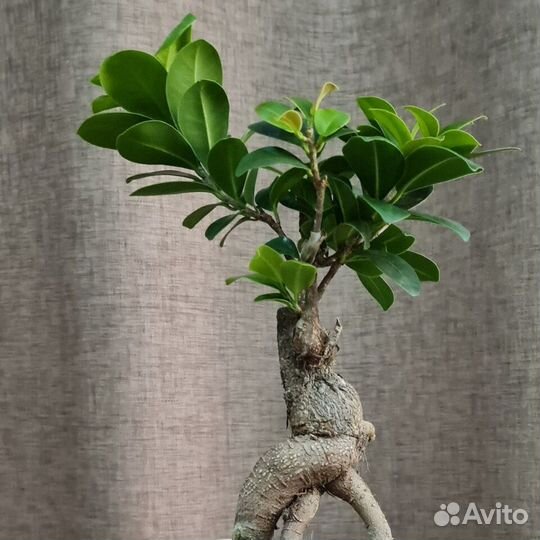 Дерево бонсай живое комнатное