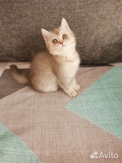 Шотландский котёнок