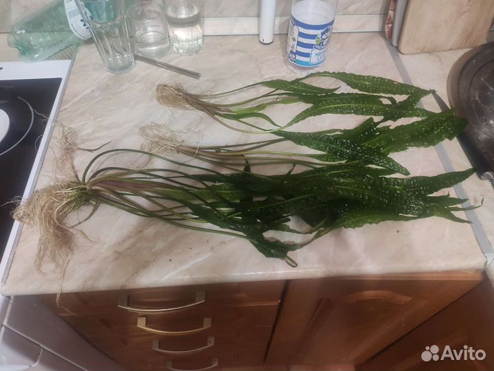 Криптокорина