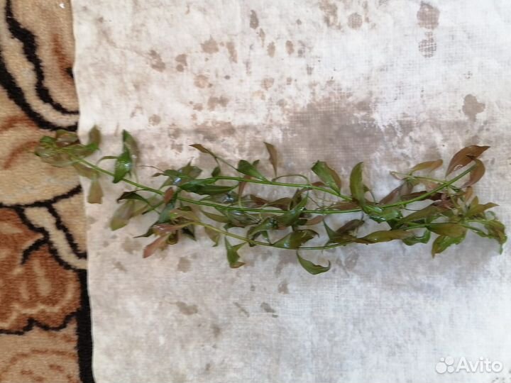 Растения для аквариума