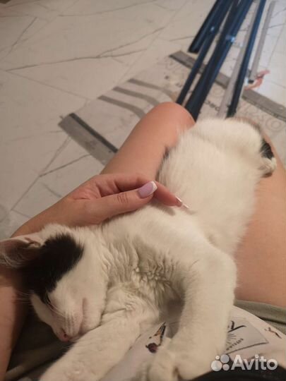 Котенок ищет дом, котика подбросили