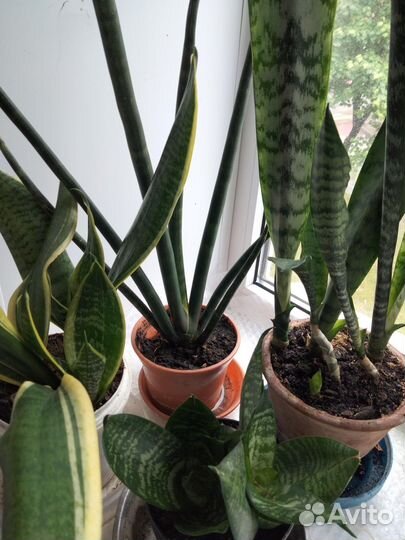 Сансевиерии разные сорта