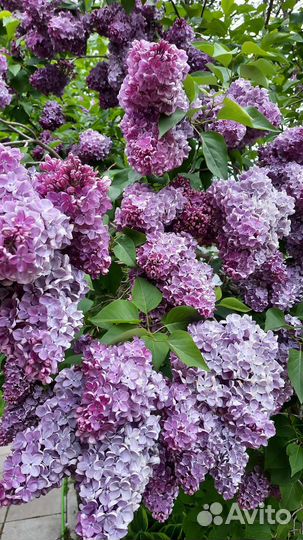 Сирень садовая, пион