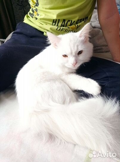 Отдам в хорошие руки бесплатно нашу сонечку