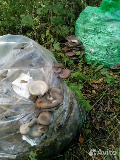 Мицелии грибов вешенка