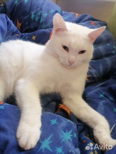 Белый кот
