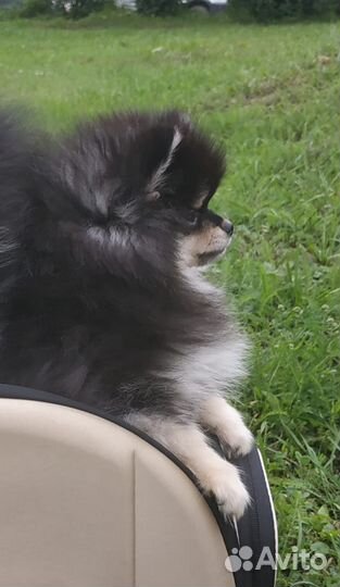 Щенок померанского шпица