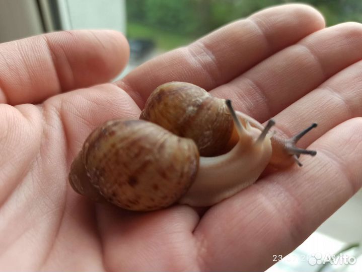 Улитята архахатины маргината