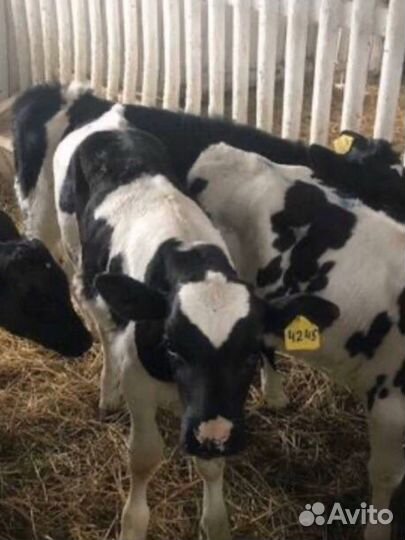 Бычки телята