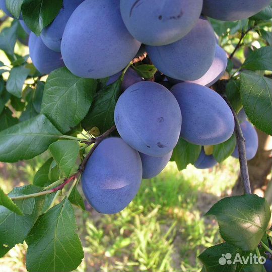 Саженцы слива