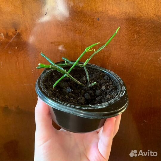 Рипсалис/Хатиора