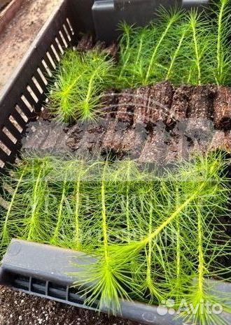 Сеянцы зкс Сосна окс Ель Лиственница Горная