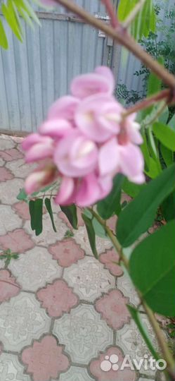 Робиния розовая