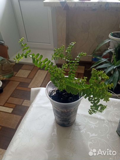 Папоротник