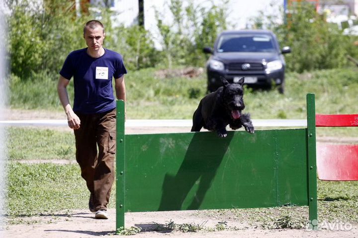 Дрессировка собак. Инструктор. Кинолог