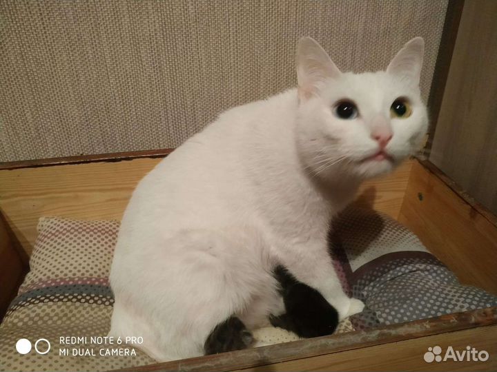 Котята в дар