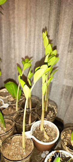 Замиокулькас