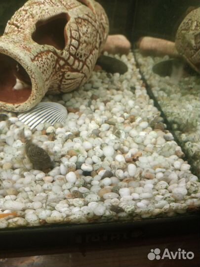 Сом анцитрус