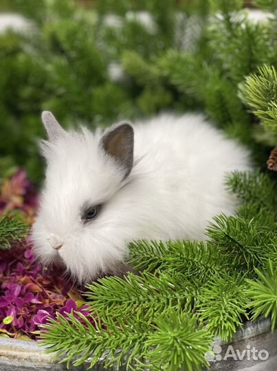Ручные кролики царские