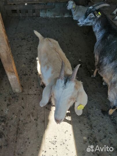 Коза нубийская, поросята венгерские