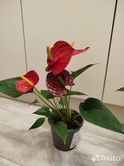 Антуриум андреанум success red