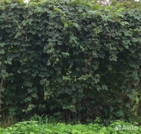 Хмель обыкновенный саженцы