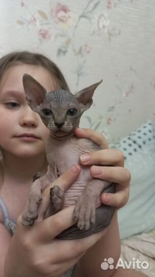 Канадский сфинкс кошка