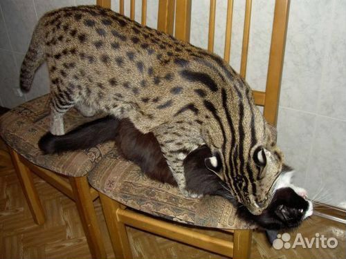 Виверовый кот Редкий