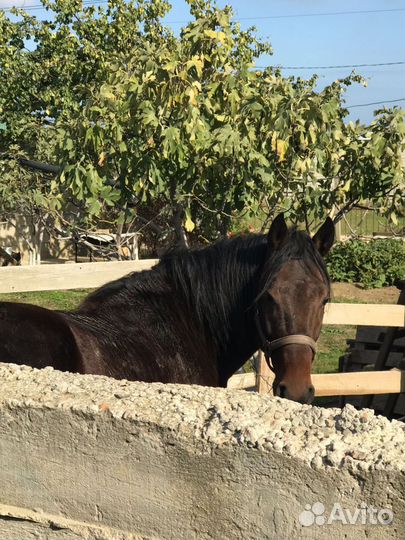 Лошадь жеребец