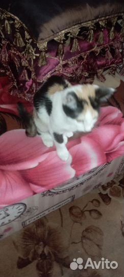 Трехцветный котенок девочка