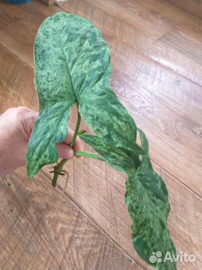 Сингониум моттлед