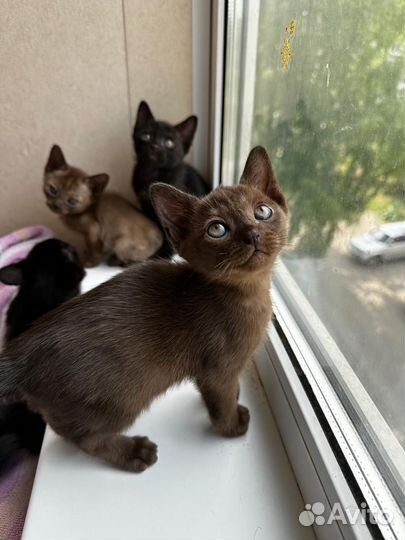 Бурманский котенок