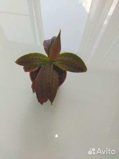 Стробилантес