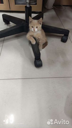 Кот