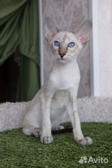 Ориентальные котята