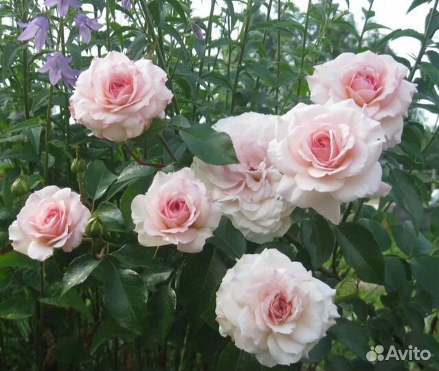 Саженцы роз Бременские музыканты