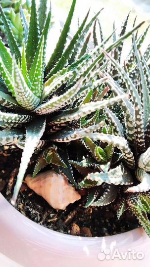 Хавортия полосатая