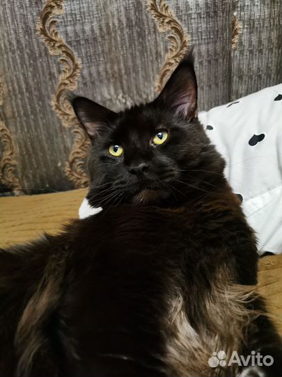 Кот мейн-кун вязка