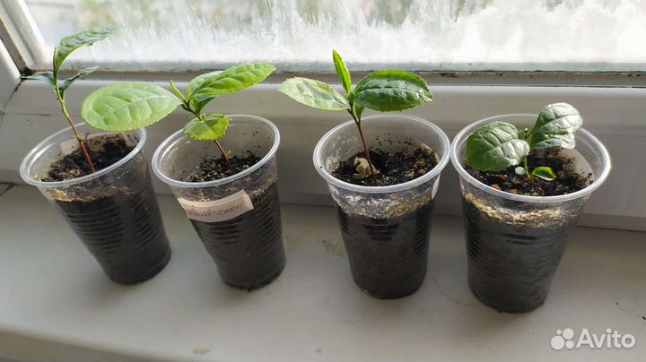 Камелия китайская Чайные кустики